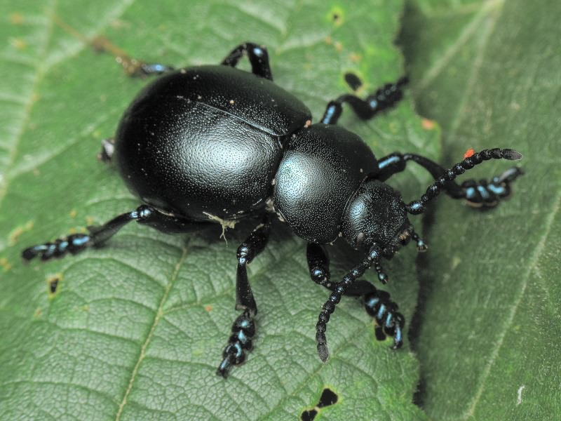 Timarcha tenebricosa (Fabricius, 1775)